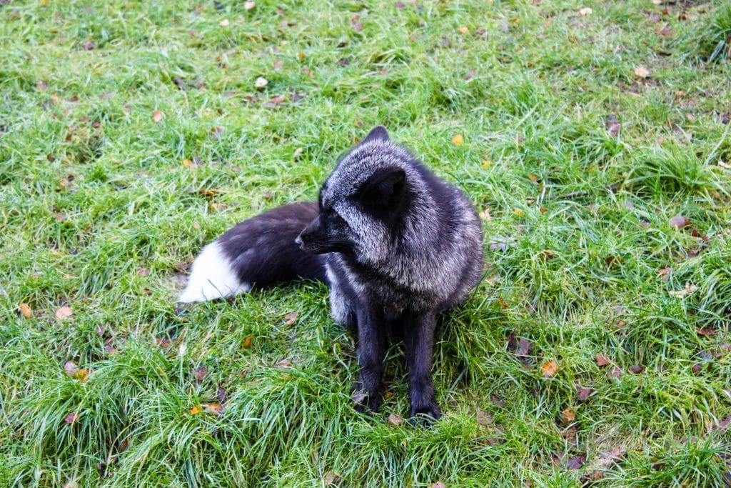 Ausflugszeit Wildpark Schwarze Berge