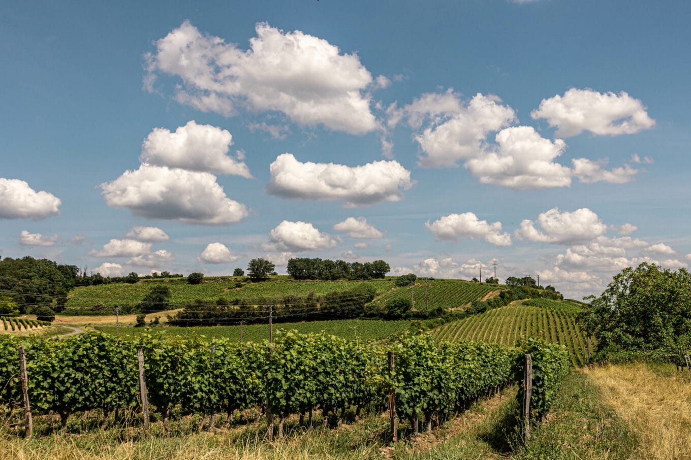 Das Loiretal: Eine Weinreise in Frankreichs vielfältige Weinregion