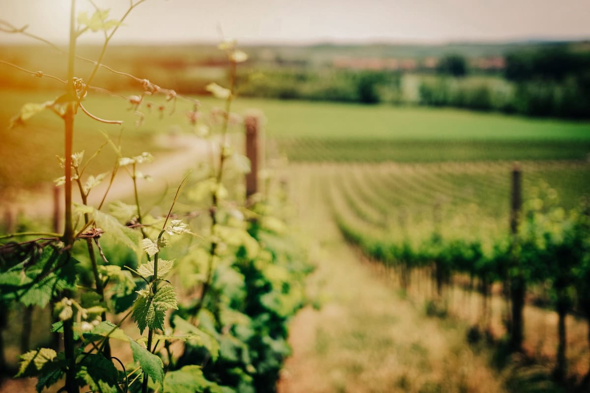 côtes du rhône landschaft