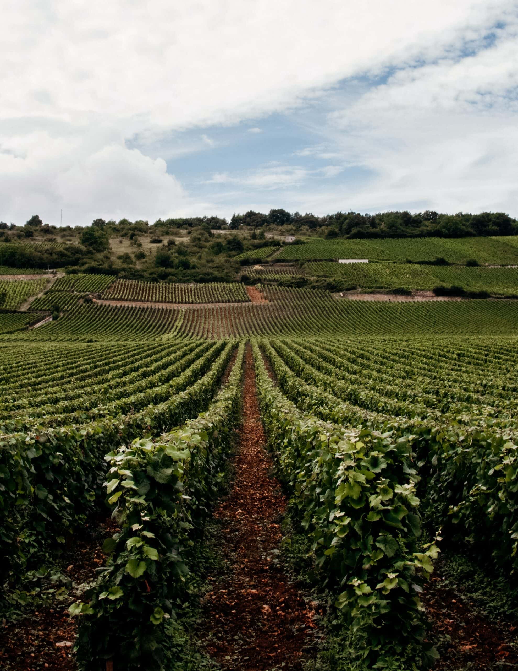 côtes du rhône weingut