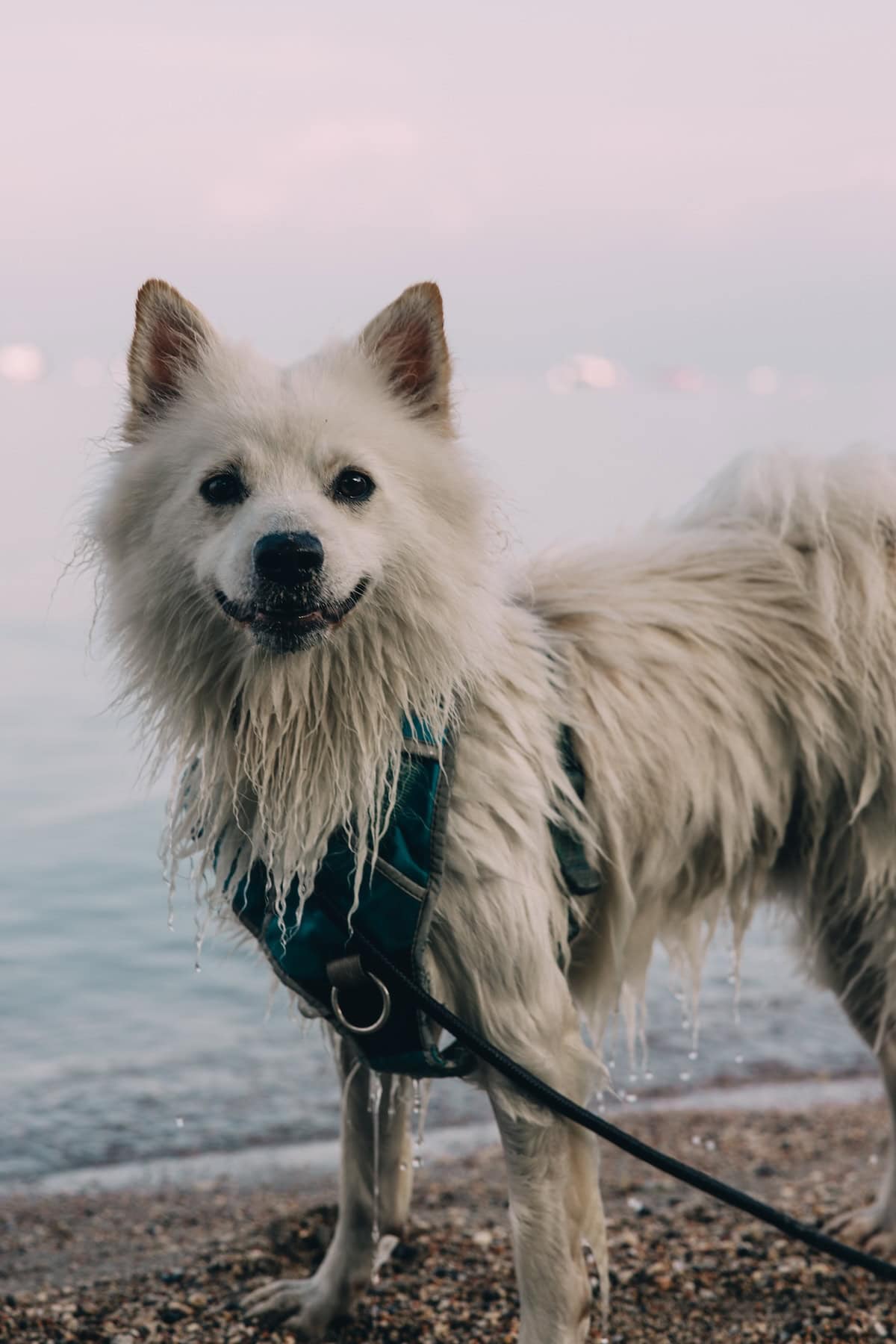 gardasee camping hund